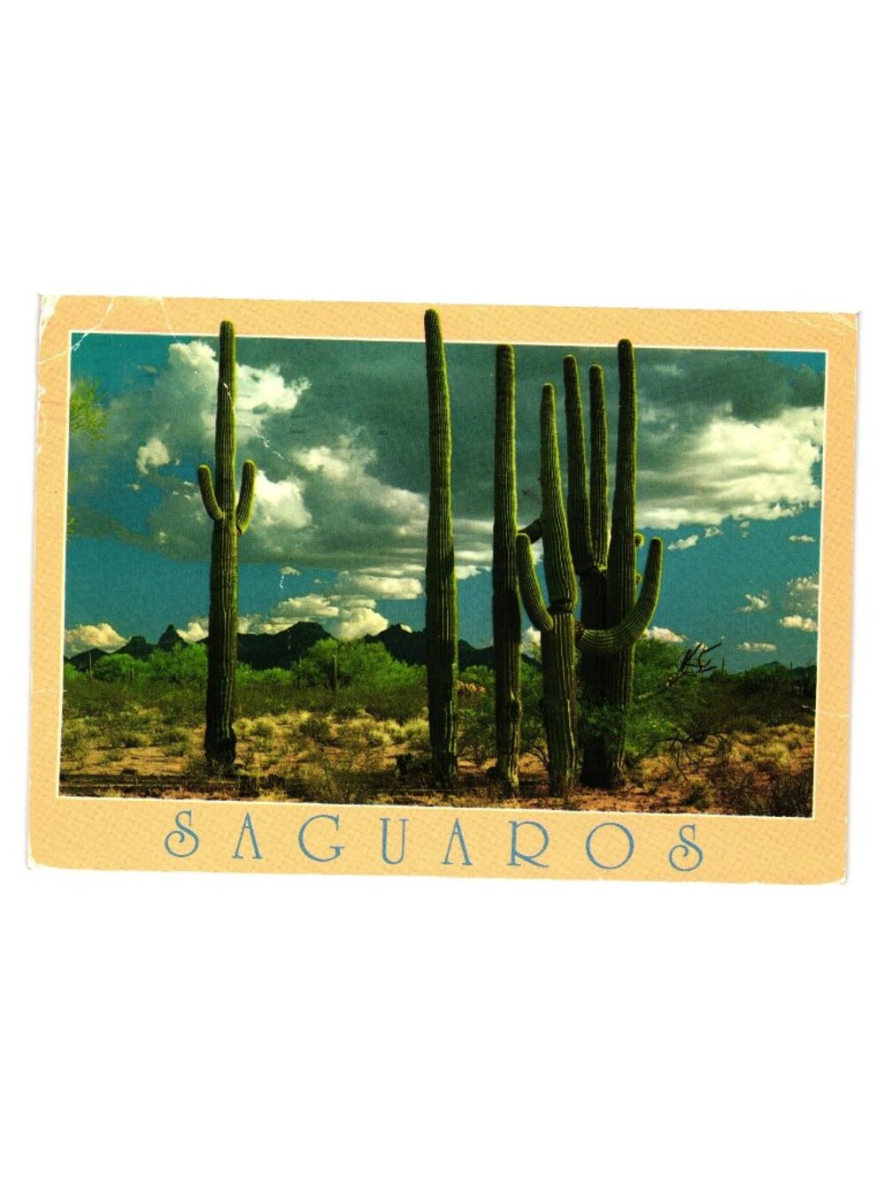 Saguaro Cactus Postcard Summer Desert Landscape Photography Vintage 1988 Message